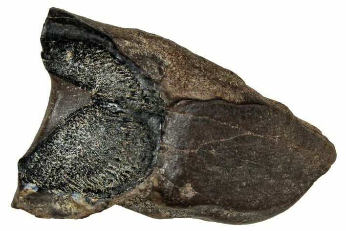 Large, Fossil Triceratops Shed Tooth - Montana #350660